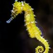 Seahorse