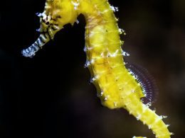 Seahorse