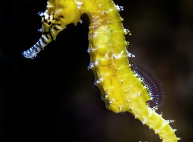 Seahorse