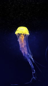 Jelly Fish