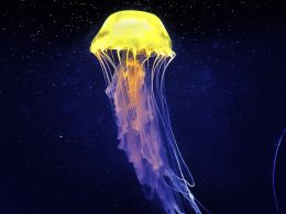 Jelly Fish