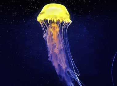 Jelly Fish