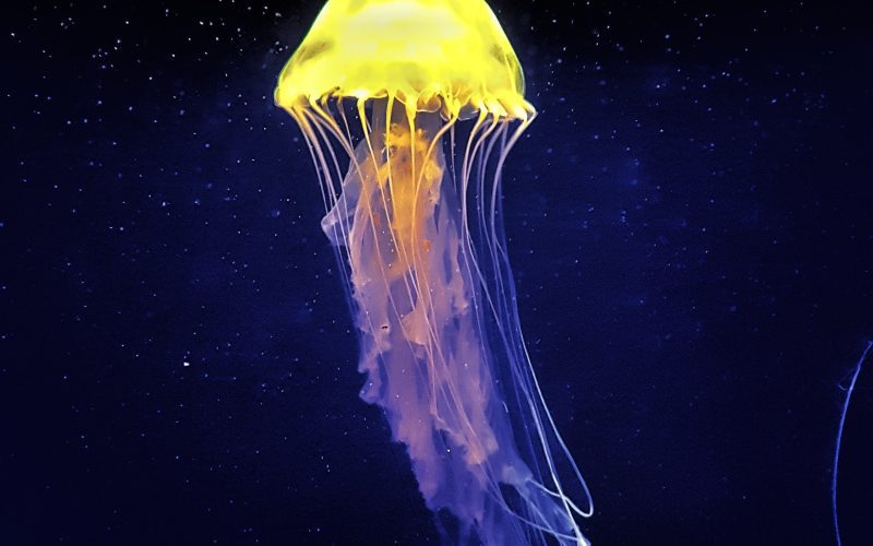 Jelly Fish