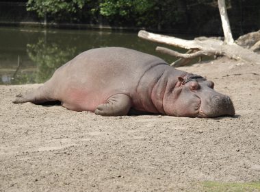 Hippo