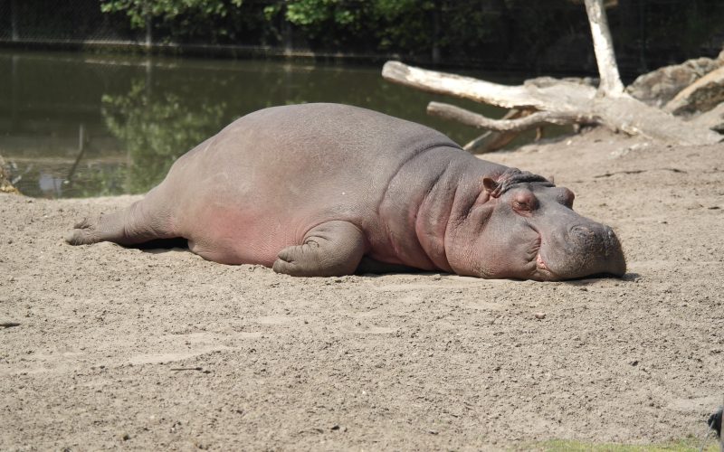 Hippo