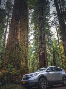 The image of Honda ZR-V running in forest.