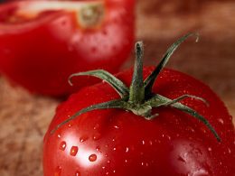 disease-resistant tomatoes