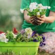 Container Gardens