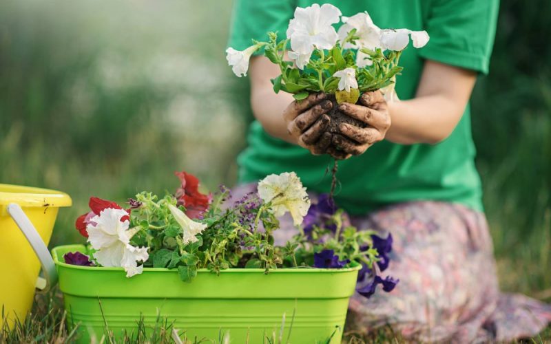 Container Gardens