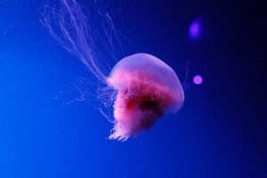 jellyfish