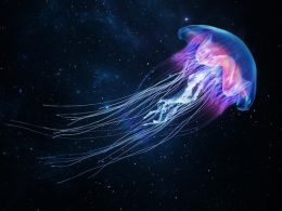 jellyfish