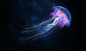 jellyfish