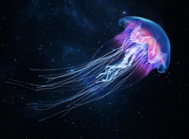 jellyfish