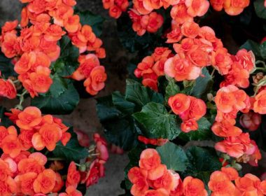 Pelargonsjuka