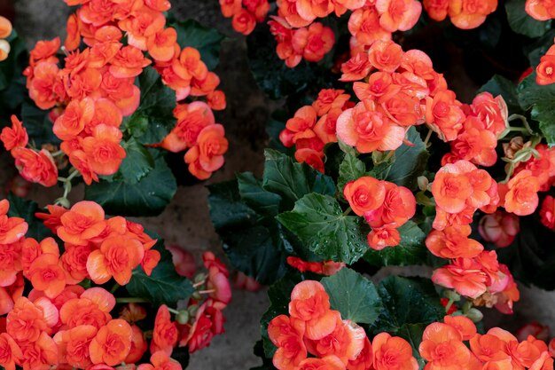 Pelargonsjuka