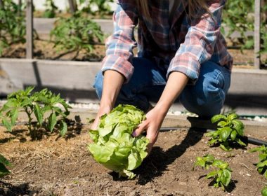 garden tips