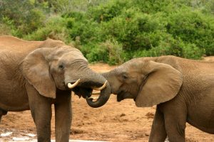 Elephants Behavir