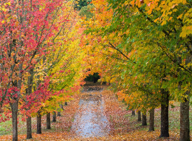 Leaf Color