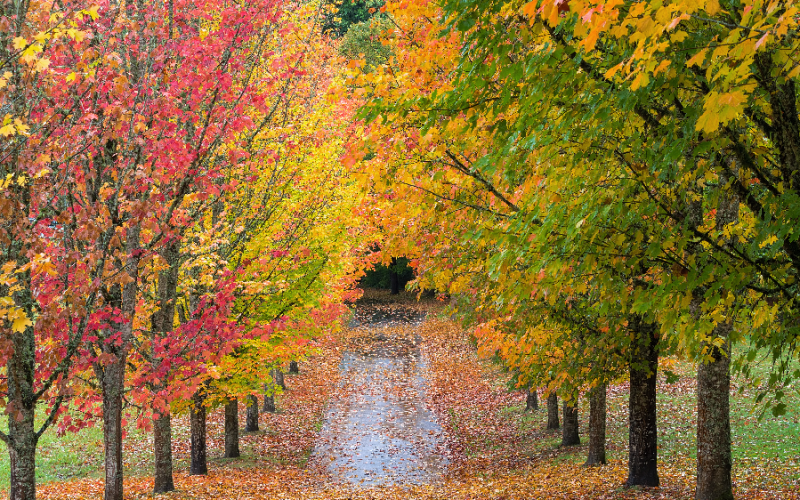 Leaf Color