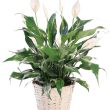 Peace Lily Care