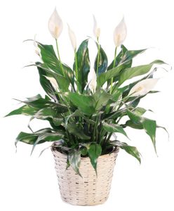 Peace Lily Care