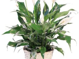 Peace Lily Care