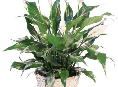 Peace Lily Care