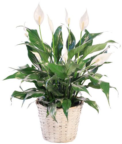 Peace Lily Care