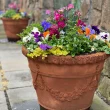 Potted Garden