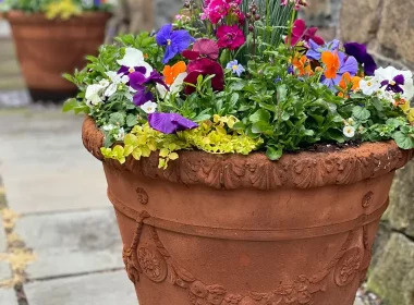 Potted Garden