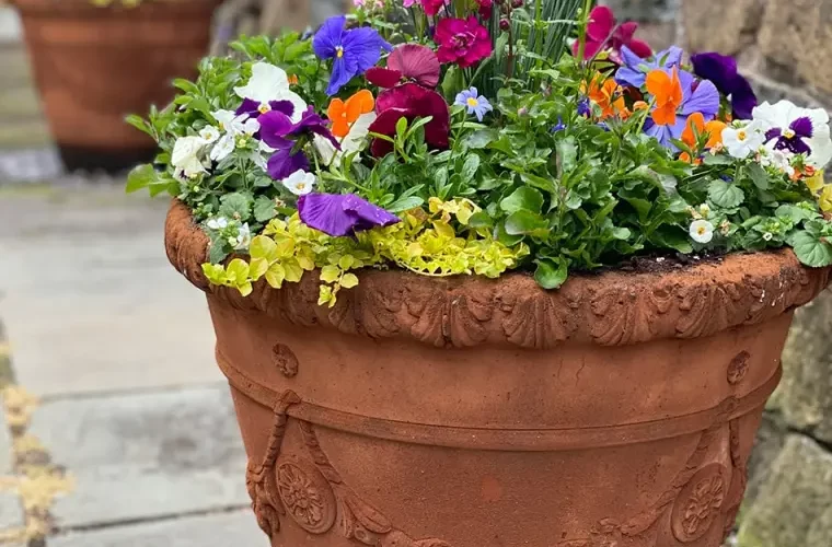 Potted Garden