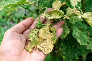 Diseases in Garden