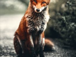 Clever Fox