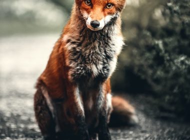 Clever Fox