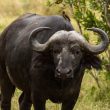 Black Wild Bull