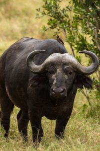 Black Wild Bull