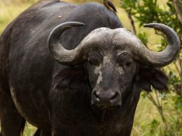 Black Wild Bull