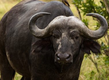 Black Wild Bull