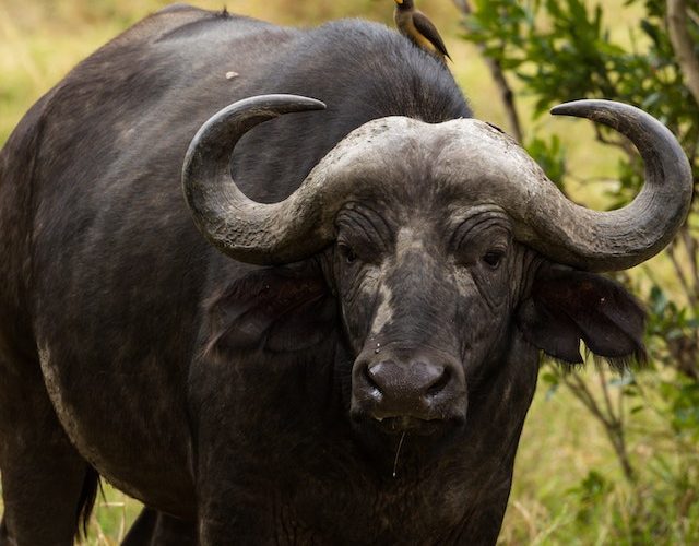 Black Wild Bull