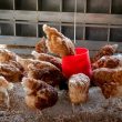 Poultry Farm