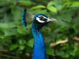 Peacock