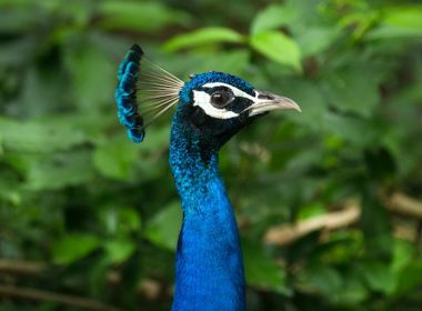 Peacock