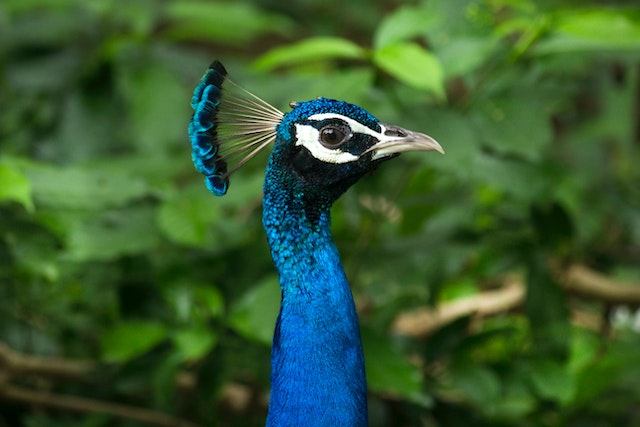 Peacock