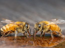 Bee Fly