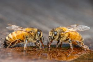 Bee Fly