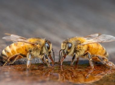 Bee Fly