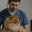 Veterinarian