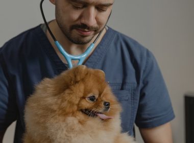 Veterinarian