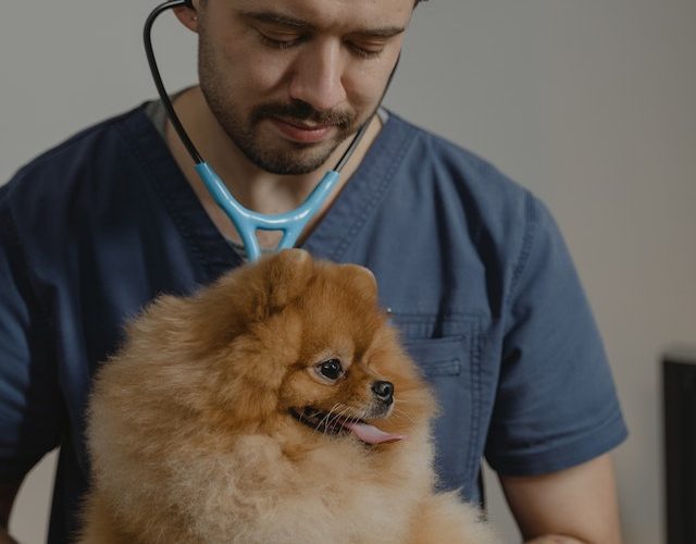 Veterinarian