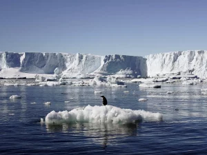 Penguin Chicks